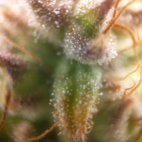 Special Queen #1 growlog timeline photo