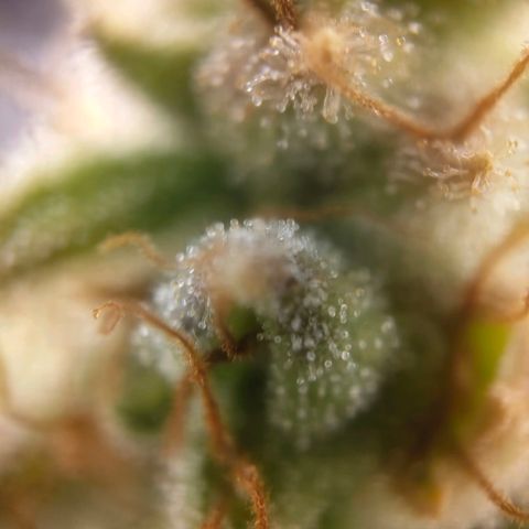 Special Queen #1 growlog timeline photo