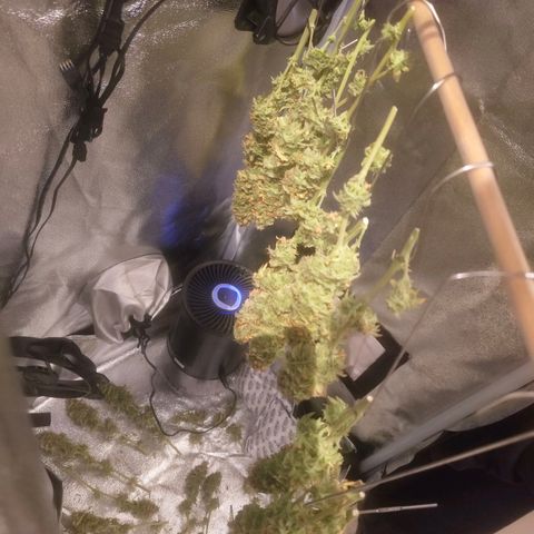 Special Queen #1 growlog timeline photo