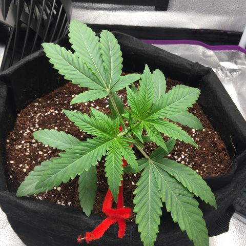 Unknown strain growlog photo: Low stress training start