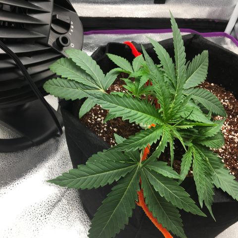 Unknown strain growlog timeline photo