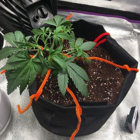 Unknown strain growlog timeline photo