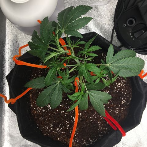 Unknown strain growlog timeline photo
