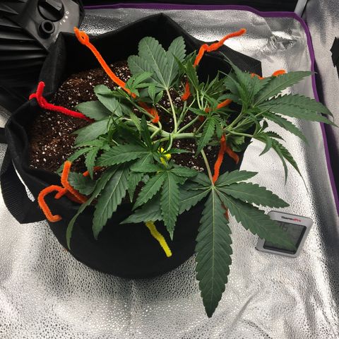 Unknown strain growlog timeline photo