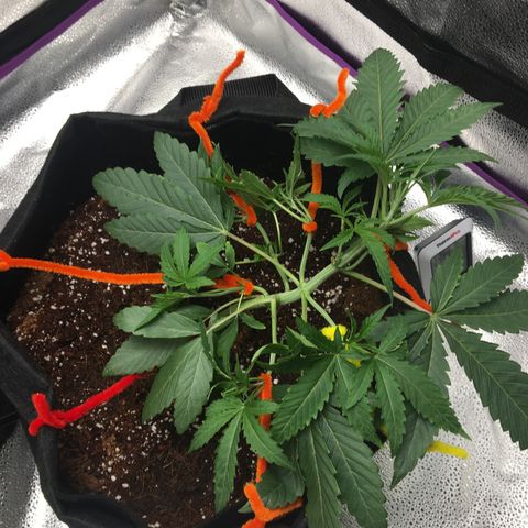 Unknown strain growlog timeline photo