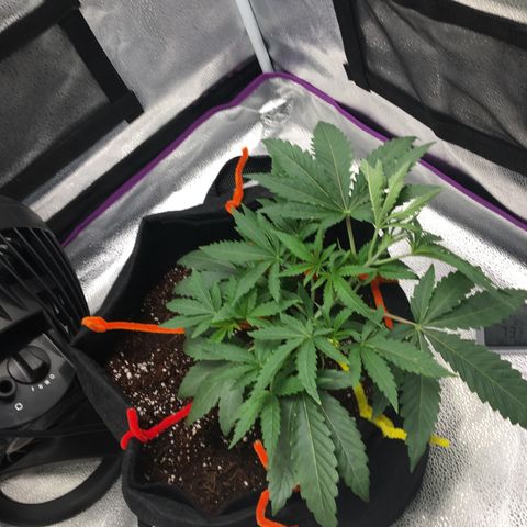 Unknown strain growlog timeline photo