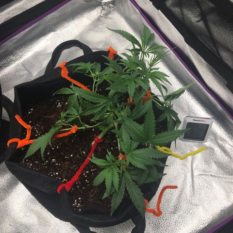 Unknown strain growlog timeline photo