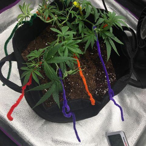 Unknown strain growlog timeline photo