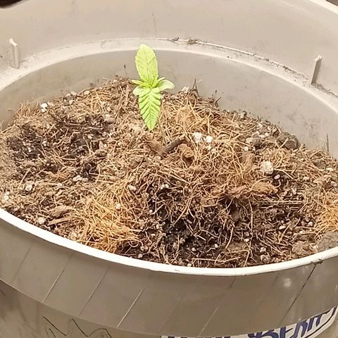 Blueberry automática  growlog timeline photo
