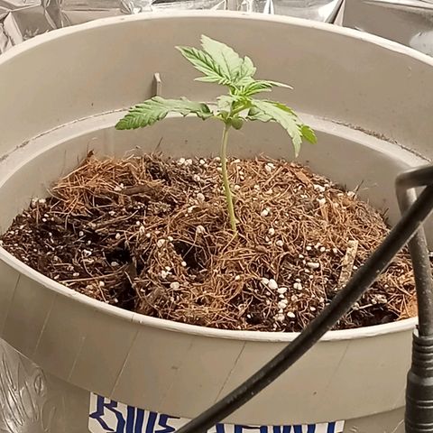 Blueberry automática  growlog photo: 🙏