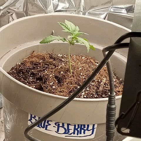 Blueberry automática  growlog timeline photo