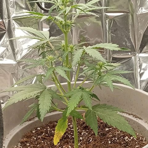 Blueberry automática  growlog timeline photo