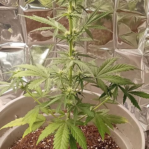 Blueberry automática  growlog photo: Empieza a florar 