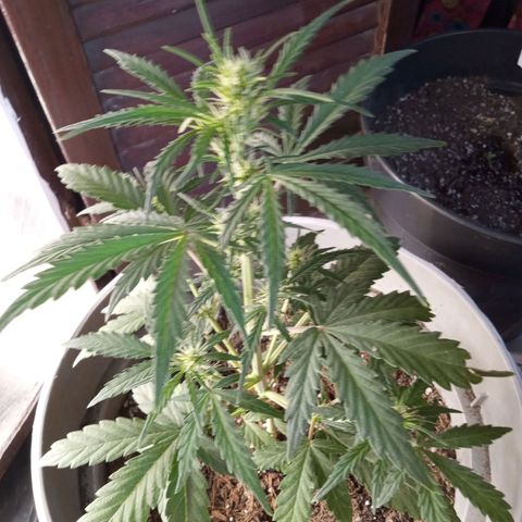 Blueberry automática  growlog timeline photo