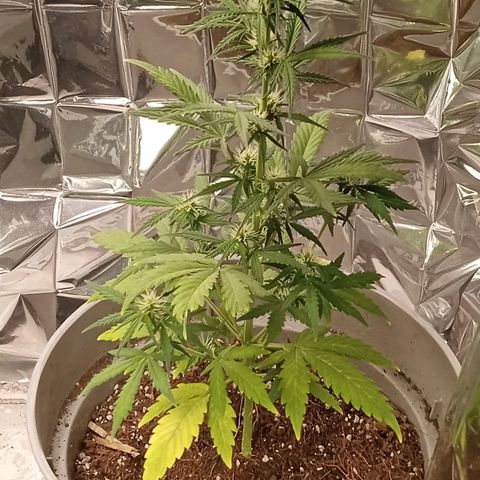 Blueberry automática  growlog timeline photo