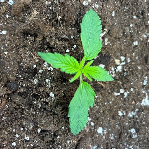 Appel Fritter Auto growlog timeline photo