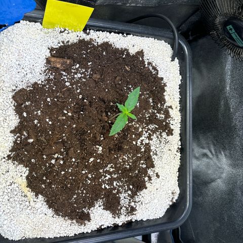 Appel Fritter Auto growlog timeline photo