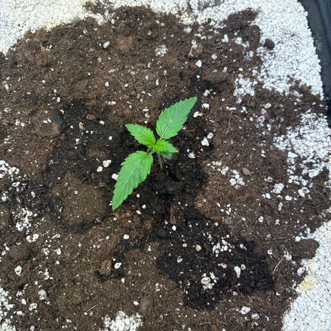 Appel Fritter Auto growlog timeline photo