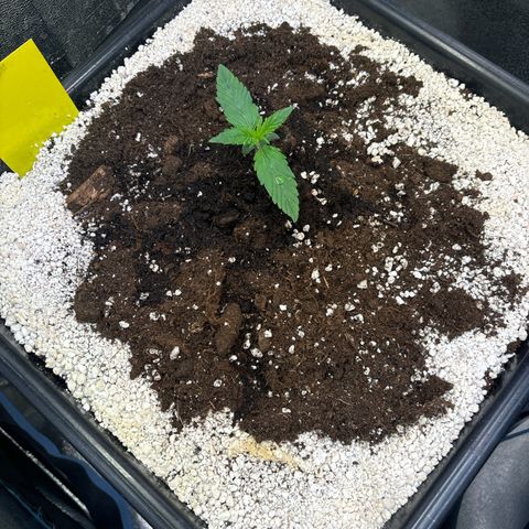 Appel Fritter Auto growlog timeline photo