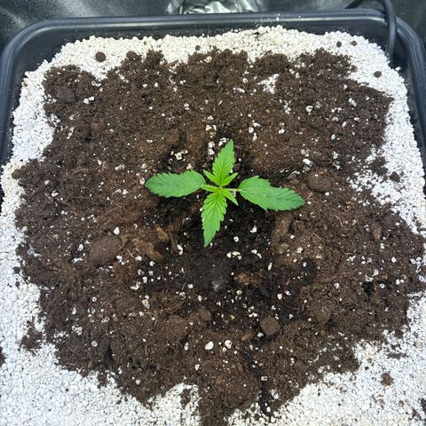 Appel Fritter Auto growlog timeline photo
