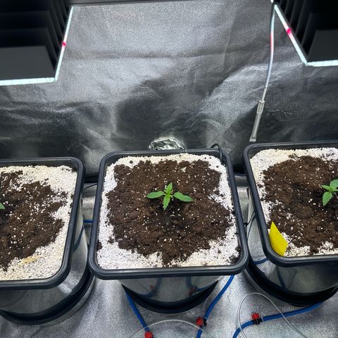 Appel Fritter Auto growlog timeline photo