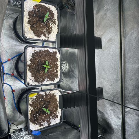 Appel Fritter Auto growlog timeline photo
