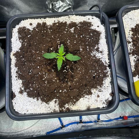 Appel Fritter Auto growlog timeline photo
