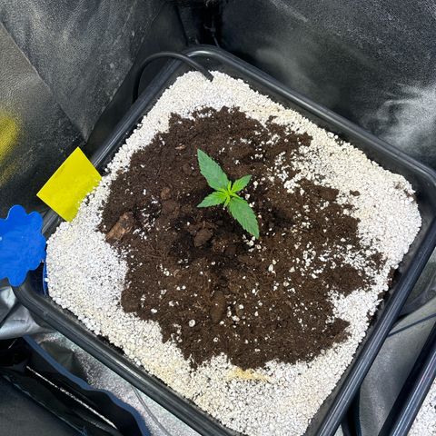 Appel Fritter Auto growlog timeline photo