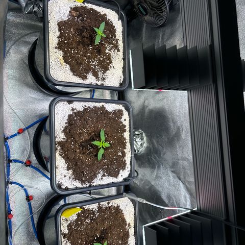Appel Fritter Auto growlog timeline photo