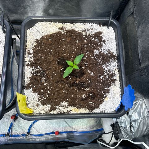Appel Fritter Auto growlog timeline photo