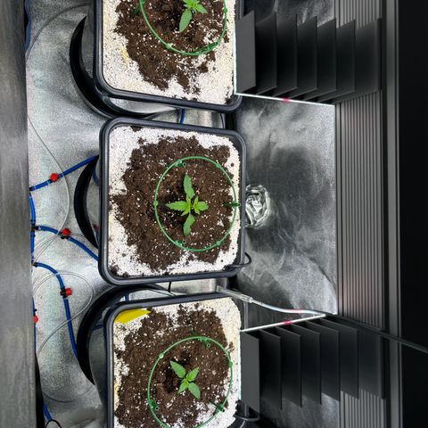 Appel Fritter Auto growlog timeline photo