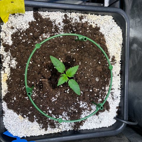 Appel Fritter Auto growlog timeline photo