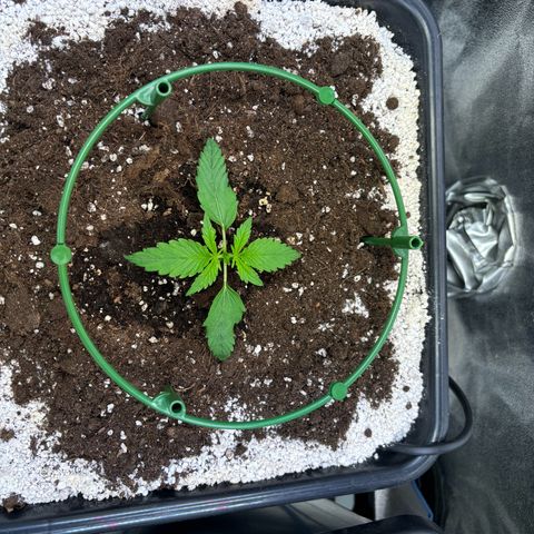 Appel Fritter Auto growlog timeline photo