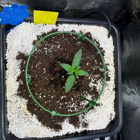 Appel Fritter Auto growlog timeline photo