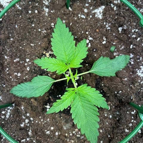 Appel Fritter Auto growlog timeline photo