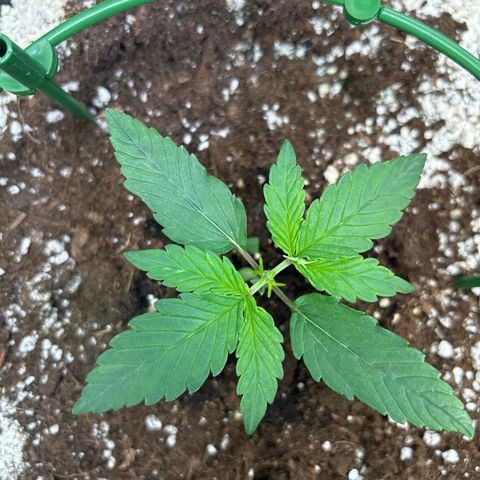 Appel Fritter Auto growlog timeline photo