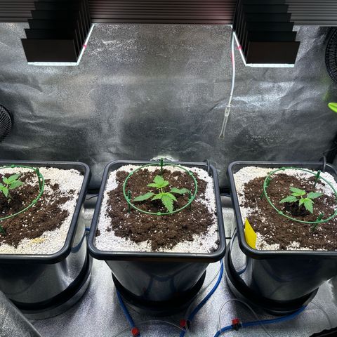 Appel Fritter Auto growlog timeline photo