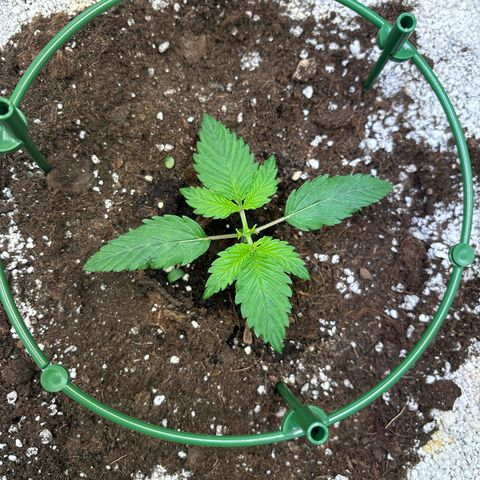 Appel Fritter Auto growlog timeline photo