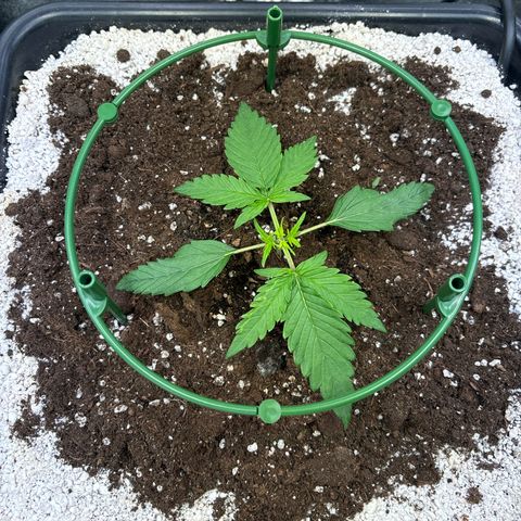 Appel Fritter Auto growlog timeline photo