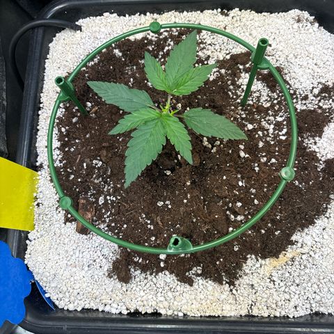 Appel Fritter Auto growlog timeline photo