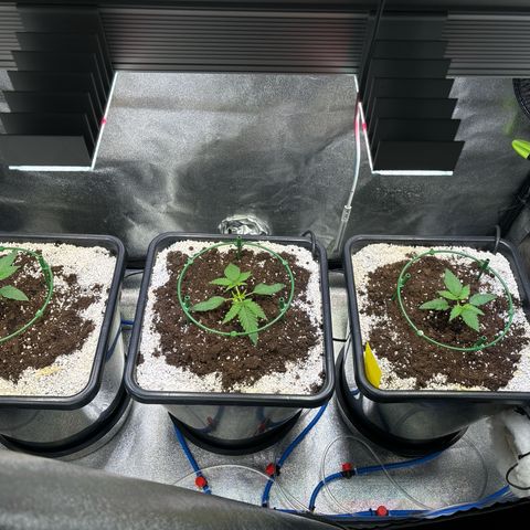 Appel Fritter Auto growlog timeline photo