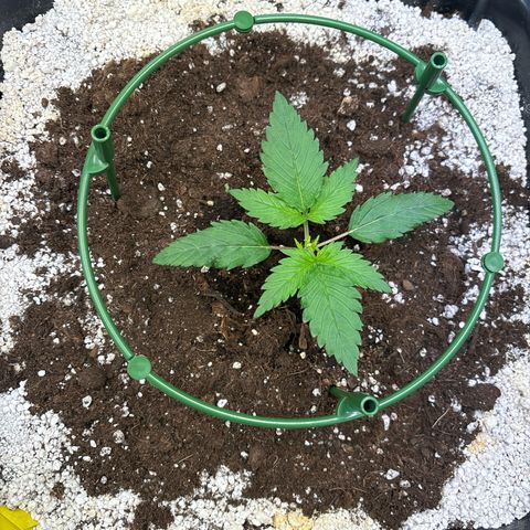 Appel Fritter Auto growlog timeline photo
