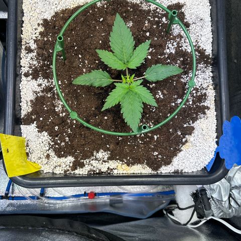 Appel Fritter Auto growlog timeline photo