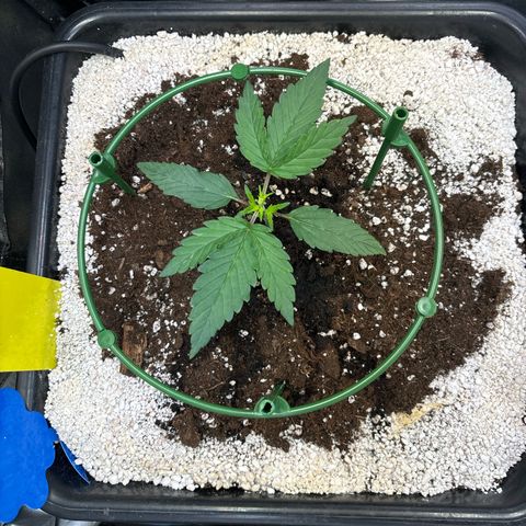 Appel Fritter Auto growlog timeline photo