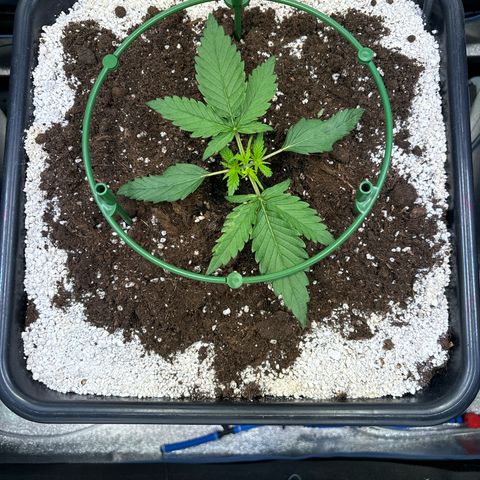 Appel Fritter Auto growlog timeline photo