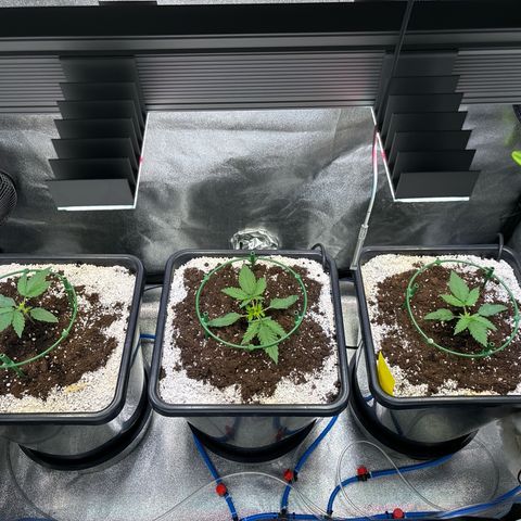 Appel Fritter Auto growlog timeline photo