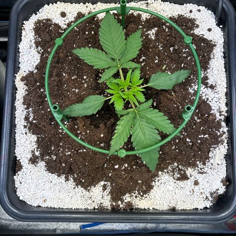 Appel Fritter Auto growlog timeline photo