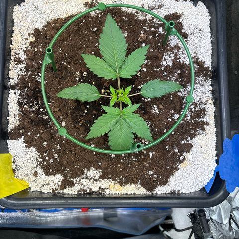 Appel Fritter Auto growlog timeline photo