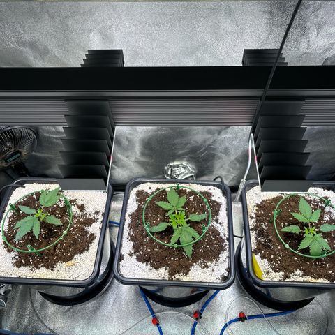 Appel Fritter Auto growlog timeline photo