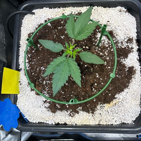 Appel Fritter Auto growlog timeline photo